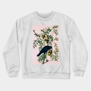 Bird of America  Bird, bird lover, america, beautiful  Public domain painting by John James Audubon Crewneck Sweatshirt